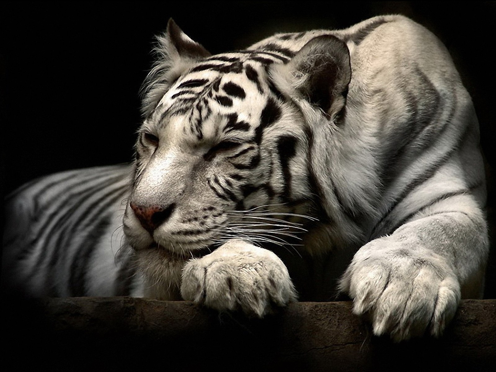 Tiger Animal Wallpaper #24446 Wallpaper | High Resolution ...