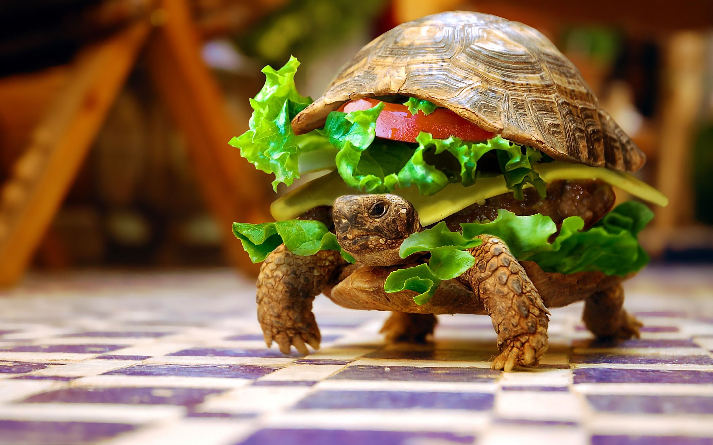 Download Animals Turtle Burger Funny Images Wallpaper HD Desktop ...
