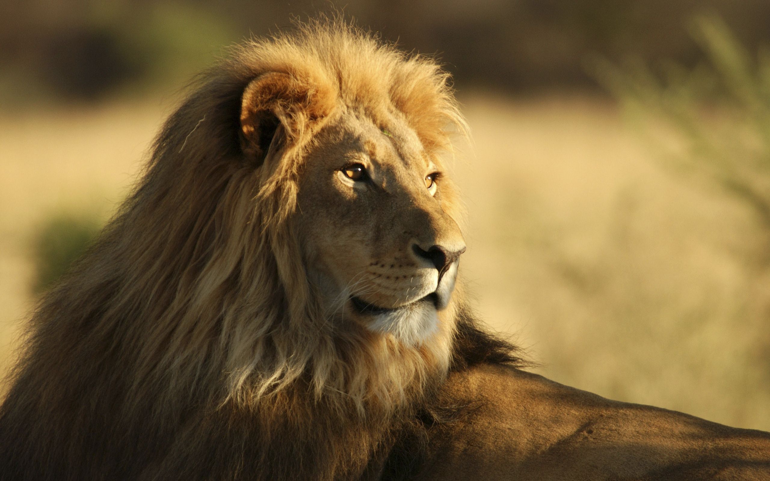 The Male African Lion Wallpapers | HD Wallpapers