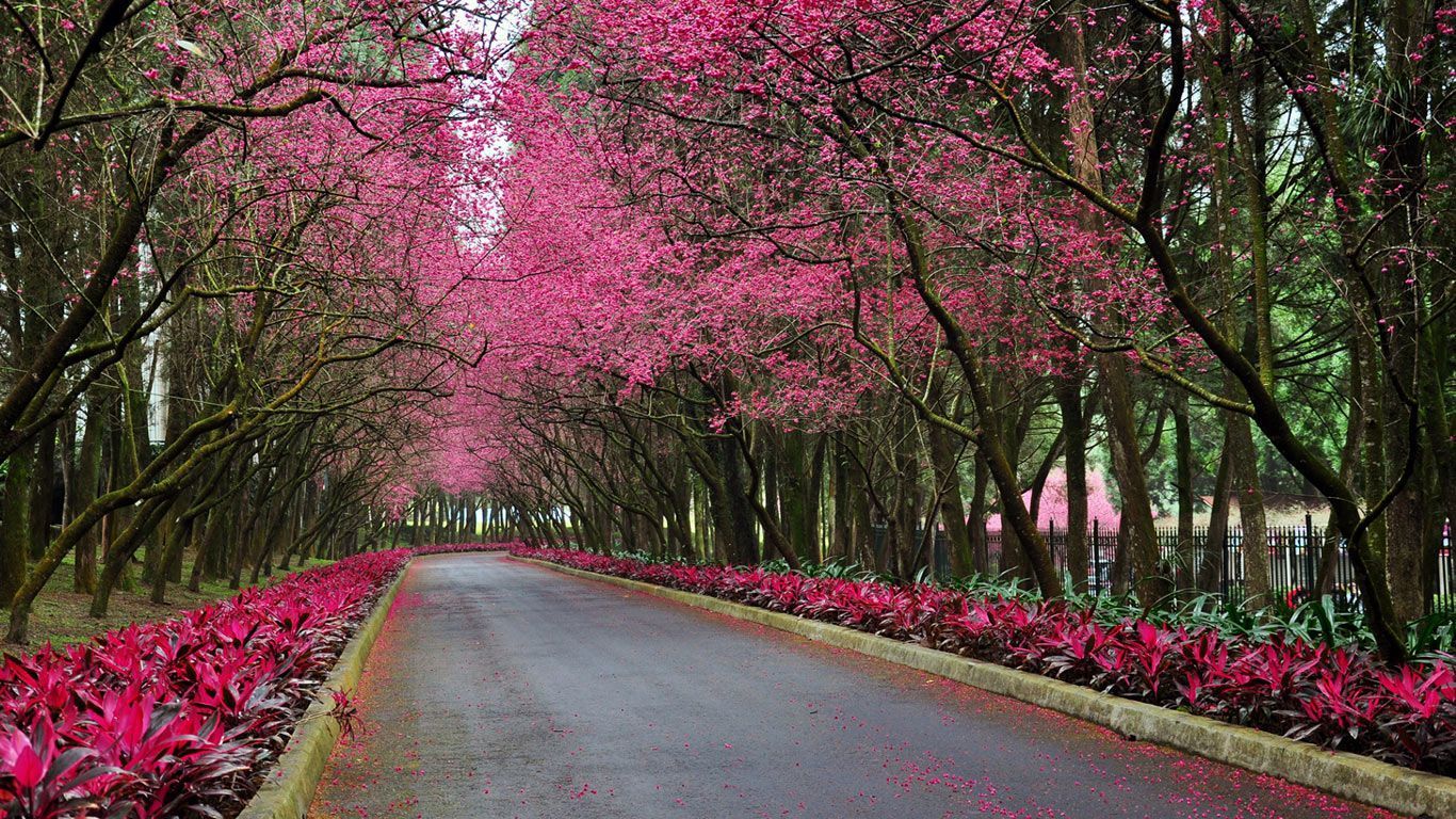 Beautiful Spring Scenery Wallpapers Free Full Hd Wallpapers For