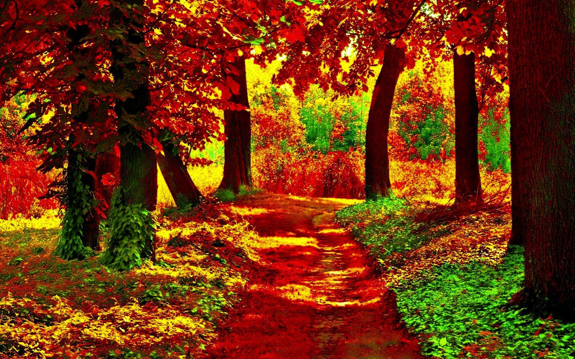 Forest Path Desktop Wallpaper, Forest Path Images, New Wallpapers