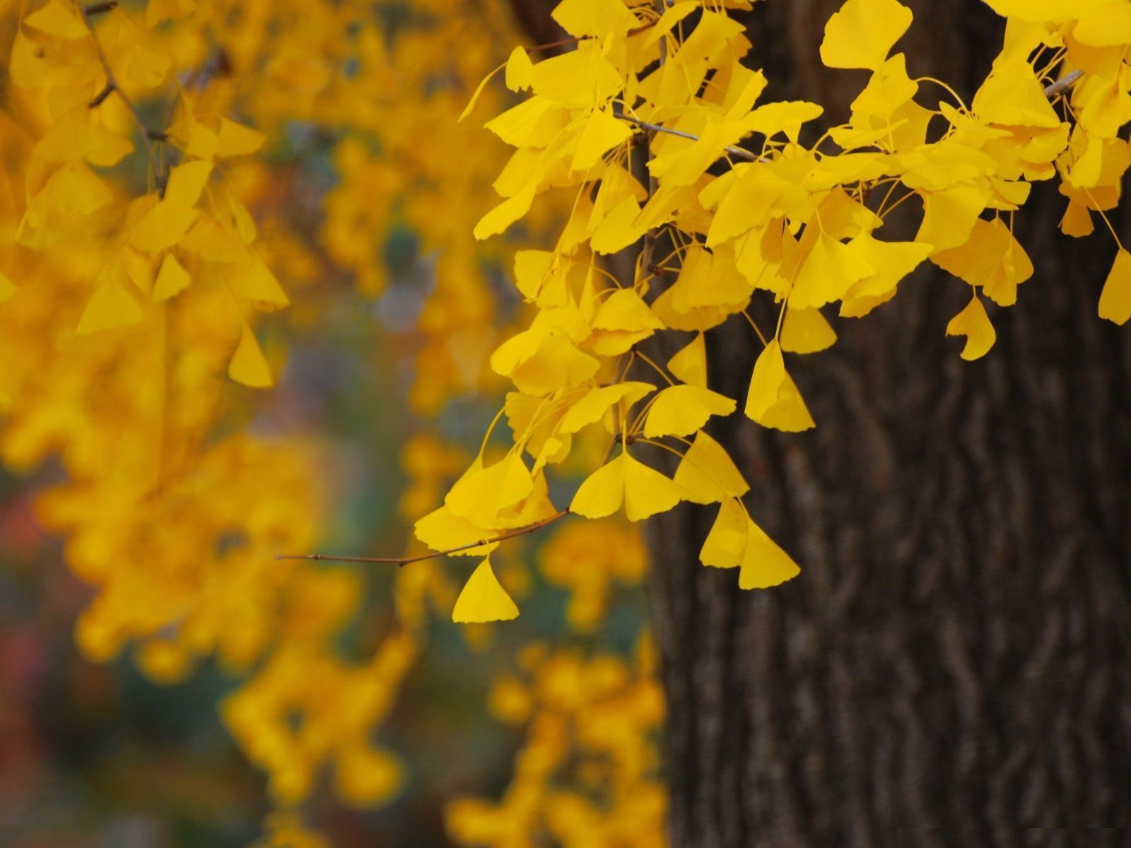 Ginkgo HD Wallpaper, Ginkgo Images | Cool Wallpapers