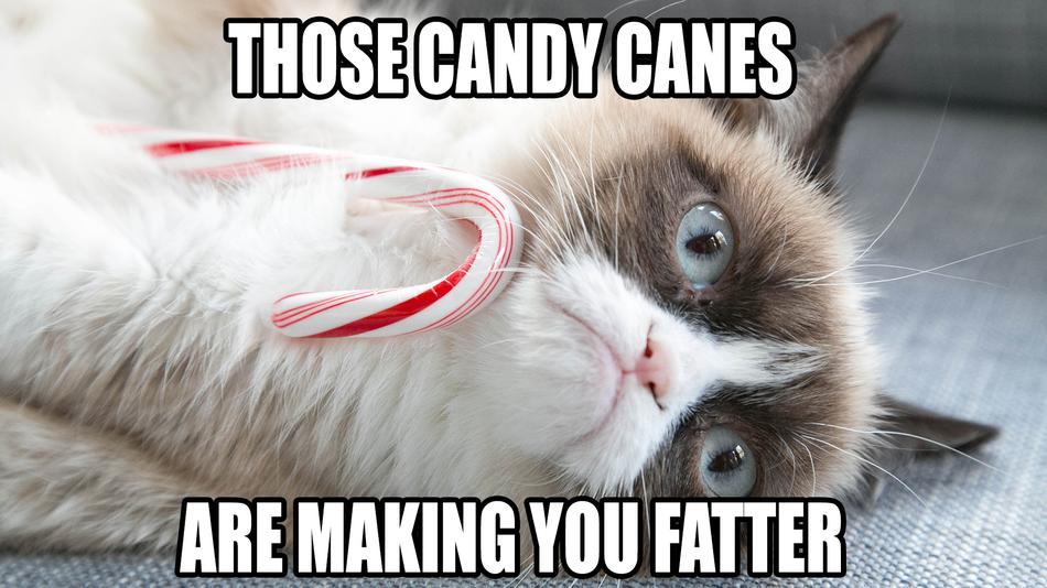 Funny cats with funny captions wallpapers