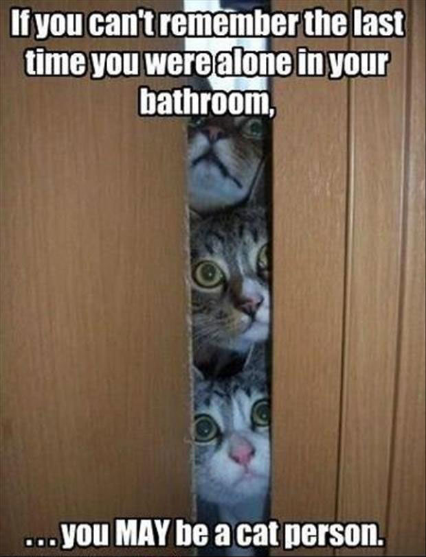 funny cat images photos pics wallpapers : Funny Cat Pics With ...