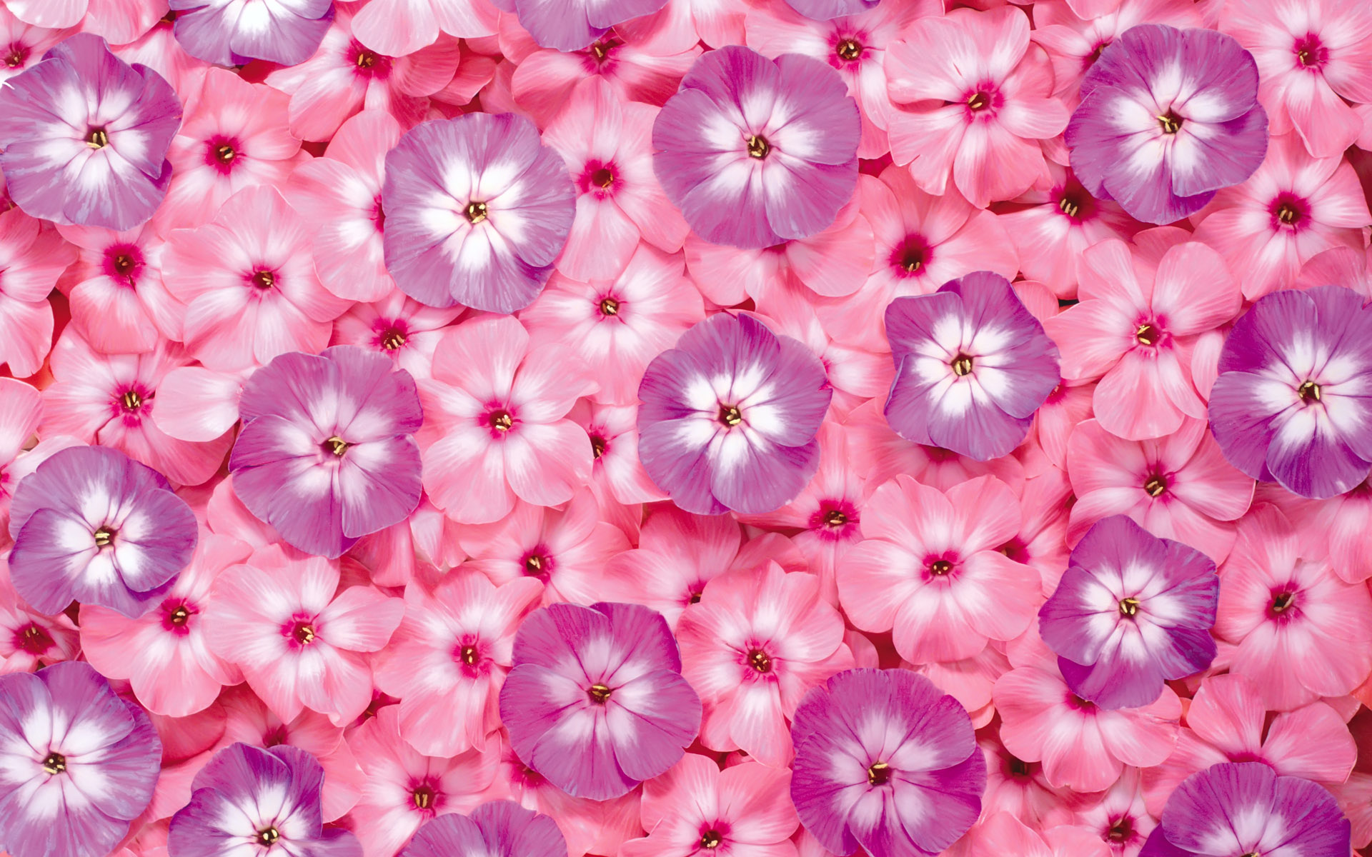Flower Background Cool Wallpapers Attachment [1099] - Best HD ...