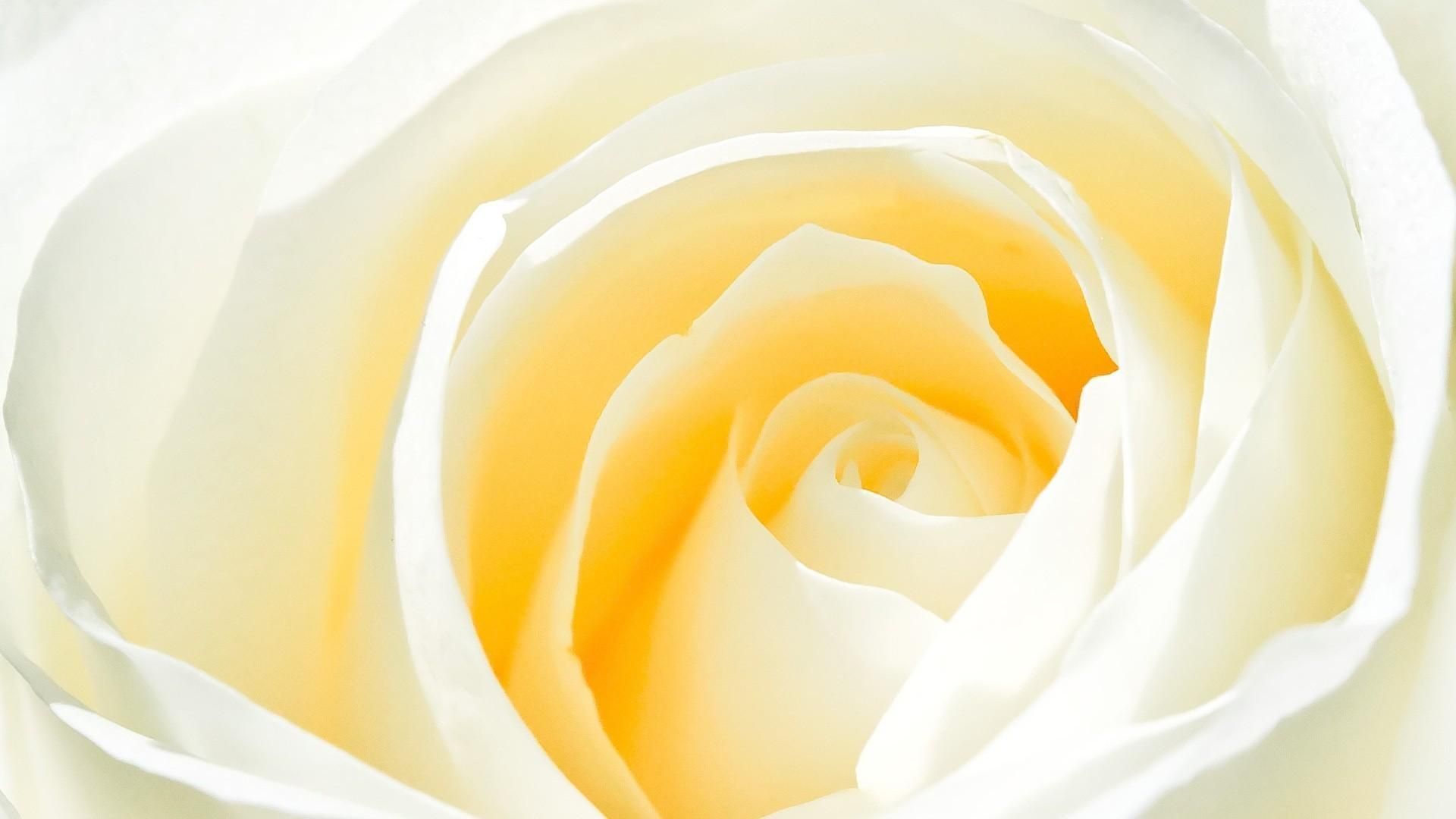 Download White Rose Background | HD Wallpapers Range