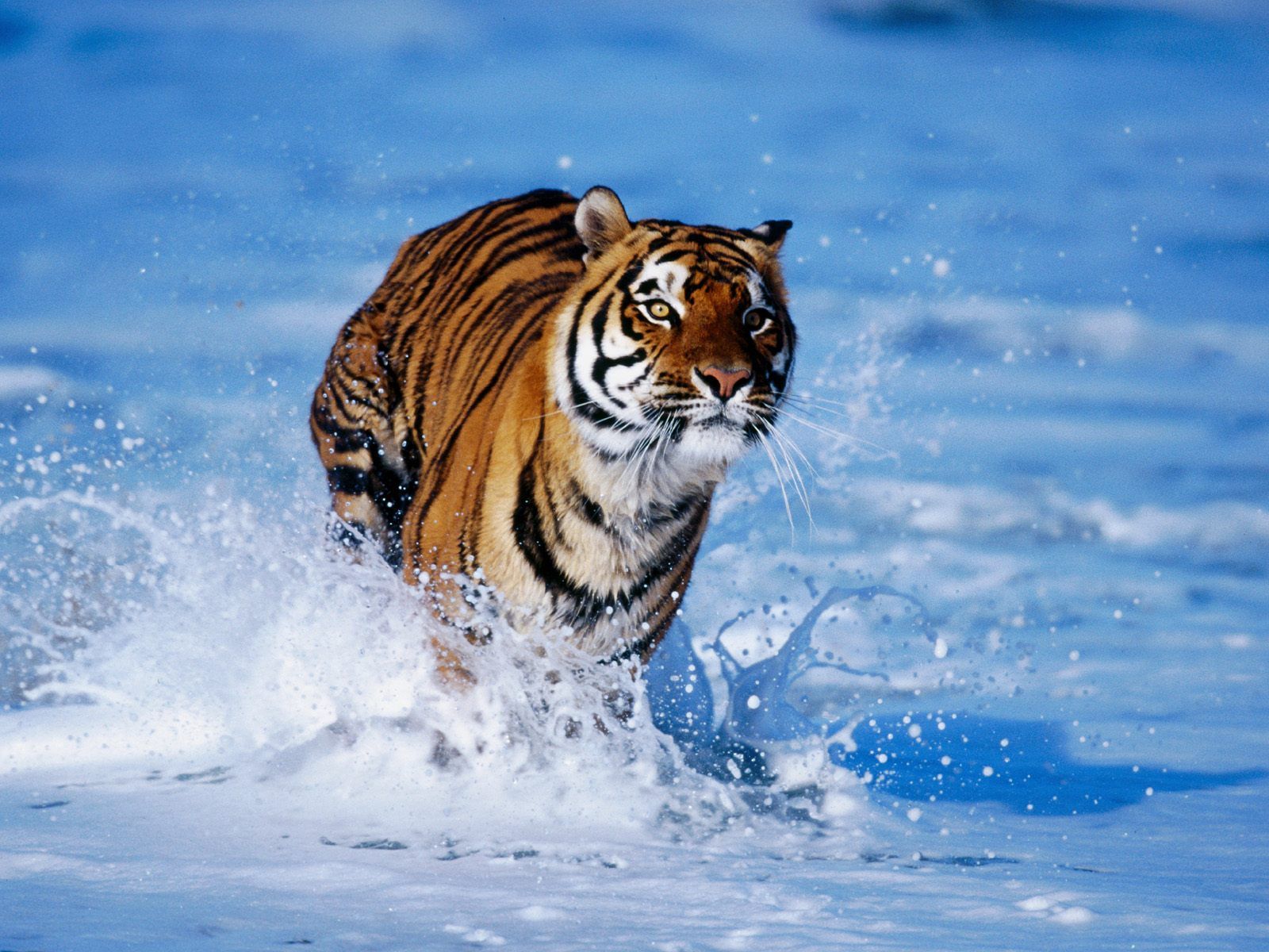 Tiger Full Screen Free HD Background Awesome Wallpapers