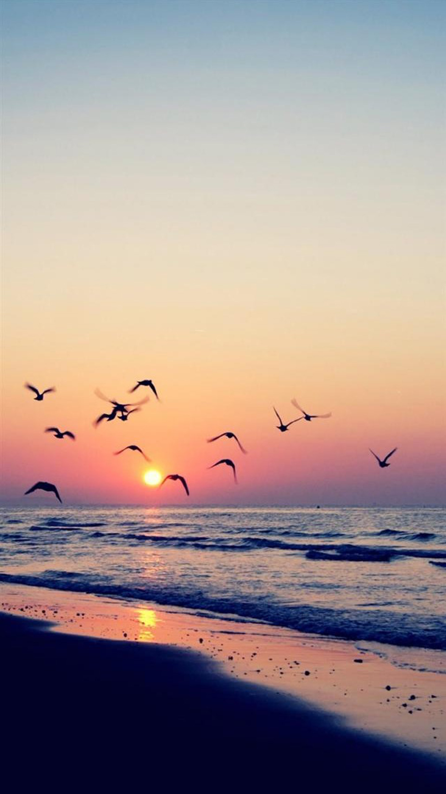 Sunset Seagull Nexus 6 Wallpapers, Nexus 6 wallpapers and Backgrounds