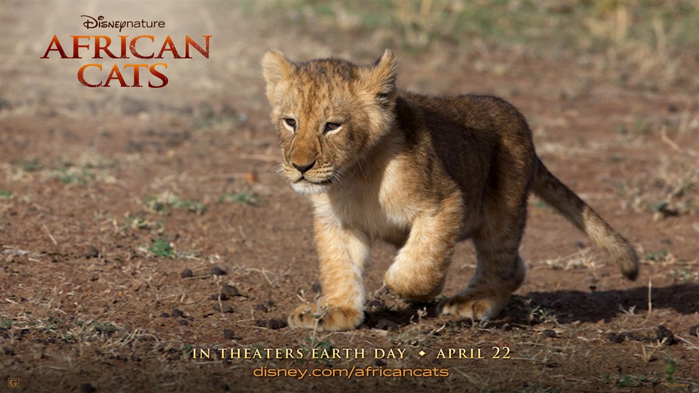 African Cats: Kingdom of Courage wallpapers #4 - 1366x768 ...