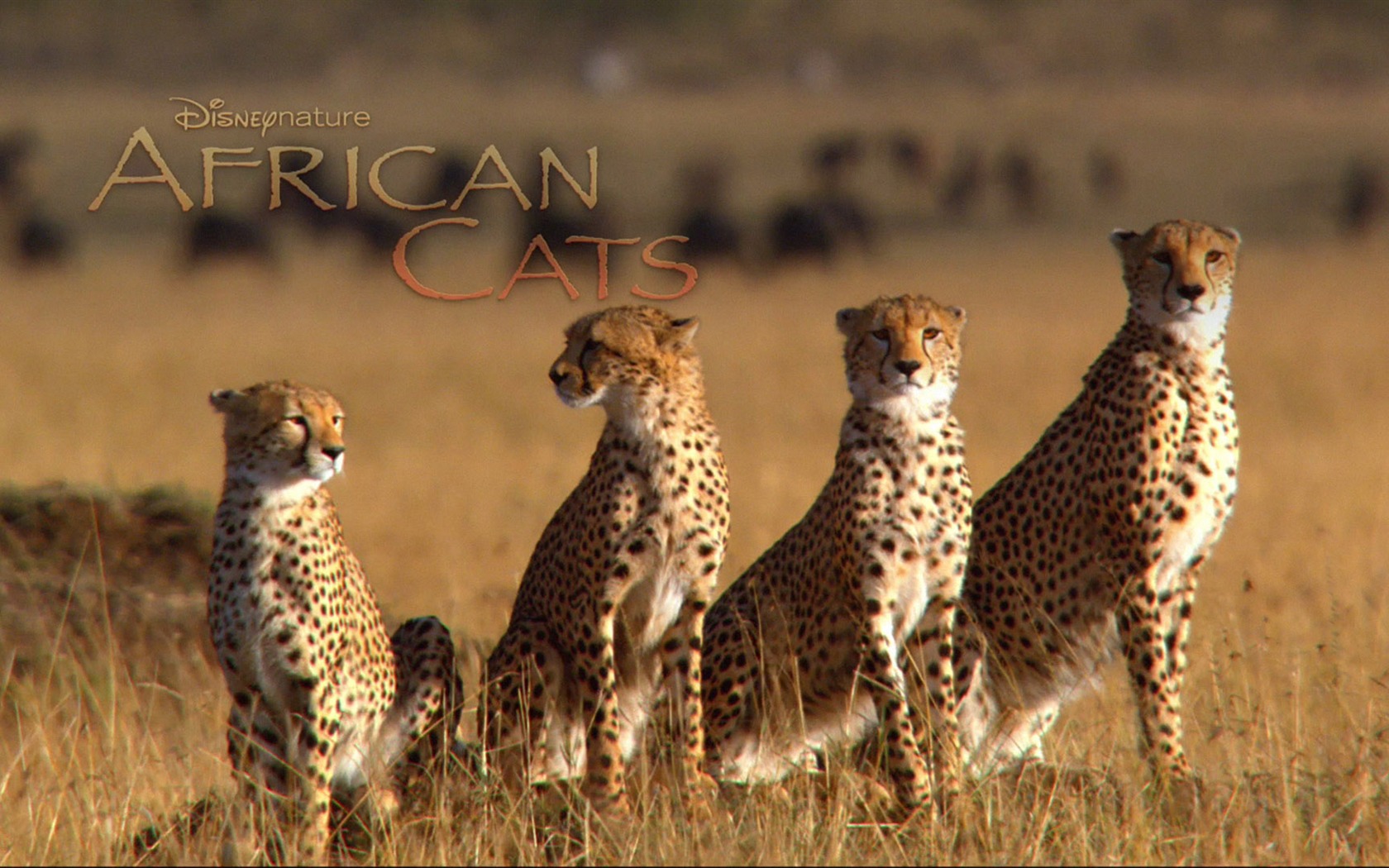 African Cats Kingdom of Courage wallpapers - 1680x1050