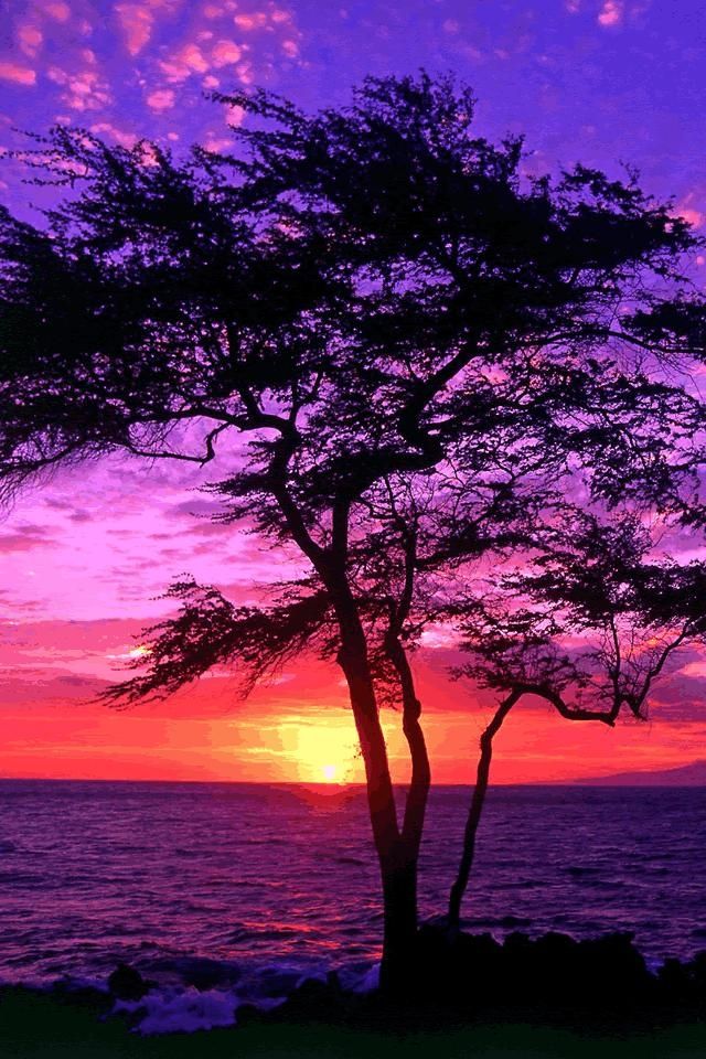 Sunset Tree HD Wallpaper for iphone 4,iphone 4S - Free Download