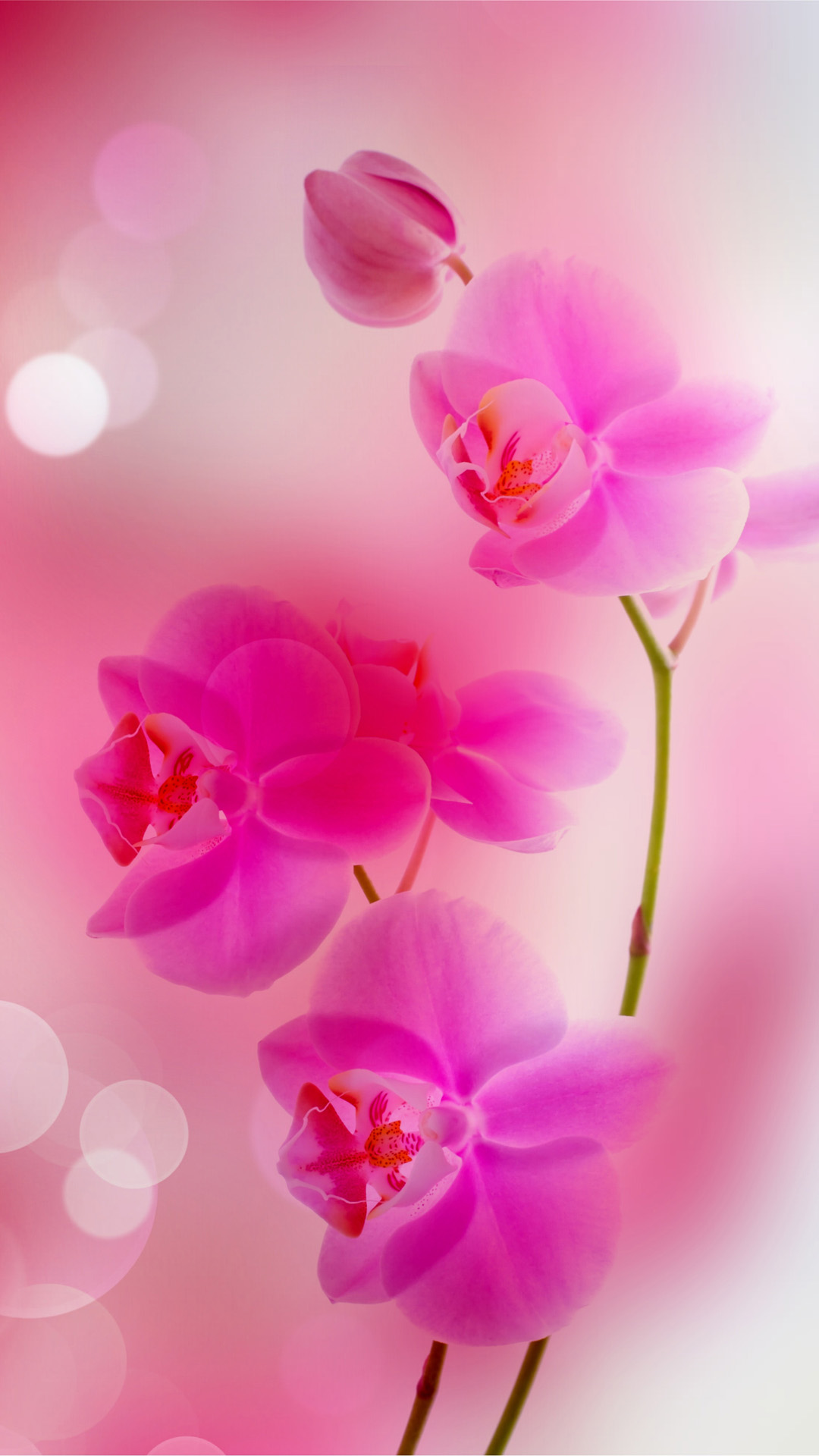 Flower | iPhone 6 Plus Wallpapers HD