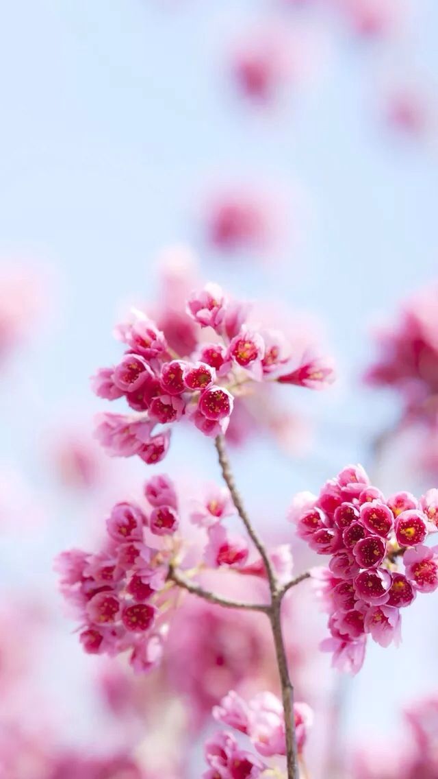 Beautiful-Pink-Flowers.jpg