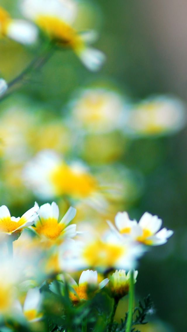 flowers iPhone 5s Wallpapers | iPhone Wallpapers, iPad wallpapers ...