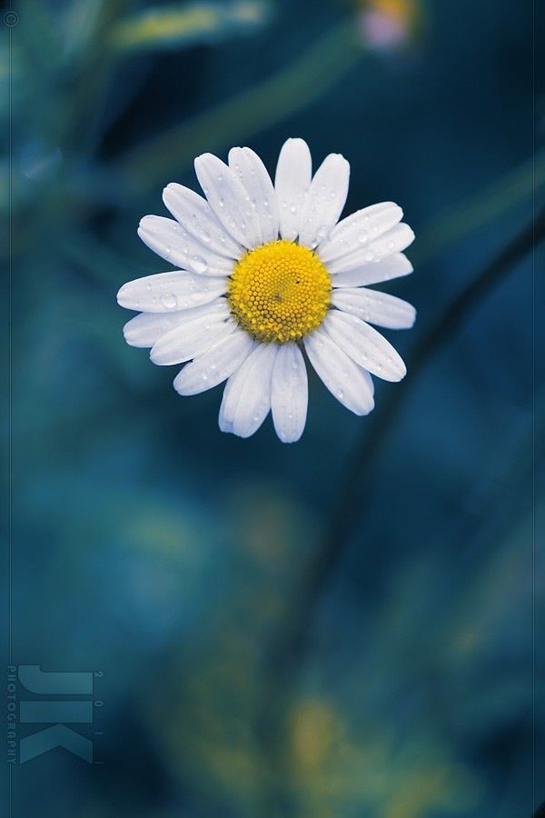 Daisy Flower iPhone 4s Wallpaper Download | iPhone Wallpapers ...