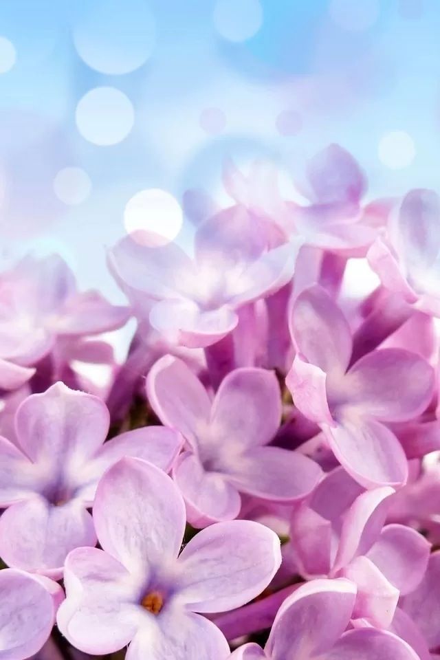 Pink flower iPhone 4s Wallpaper Download | iPhone Wallpapers, iPad ...