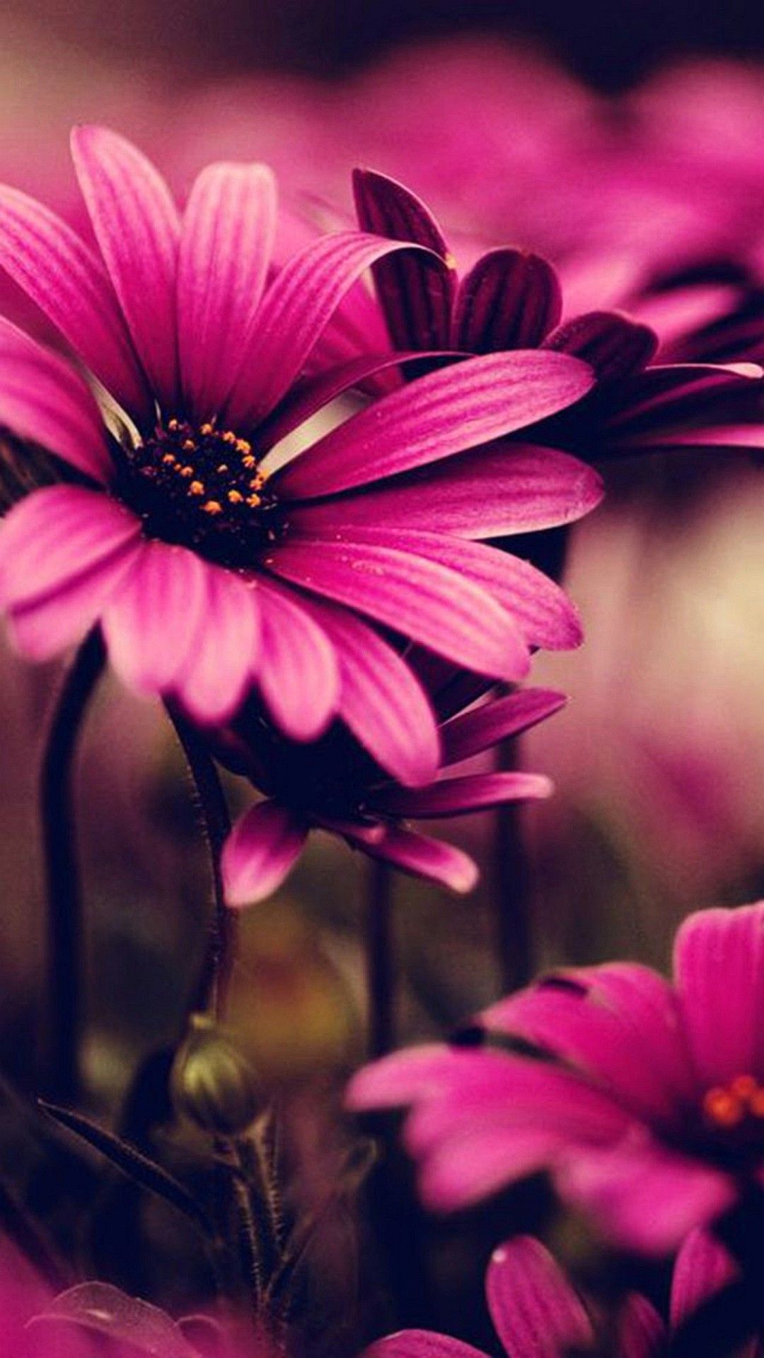 Wallpaper Iphone 6 Plus Pink Flower 5 5 Inches - 1080 x 1920 ...