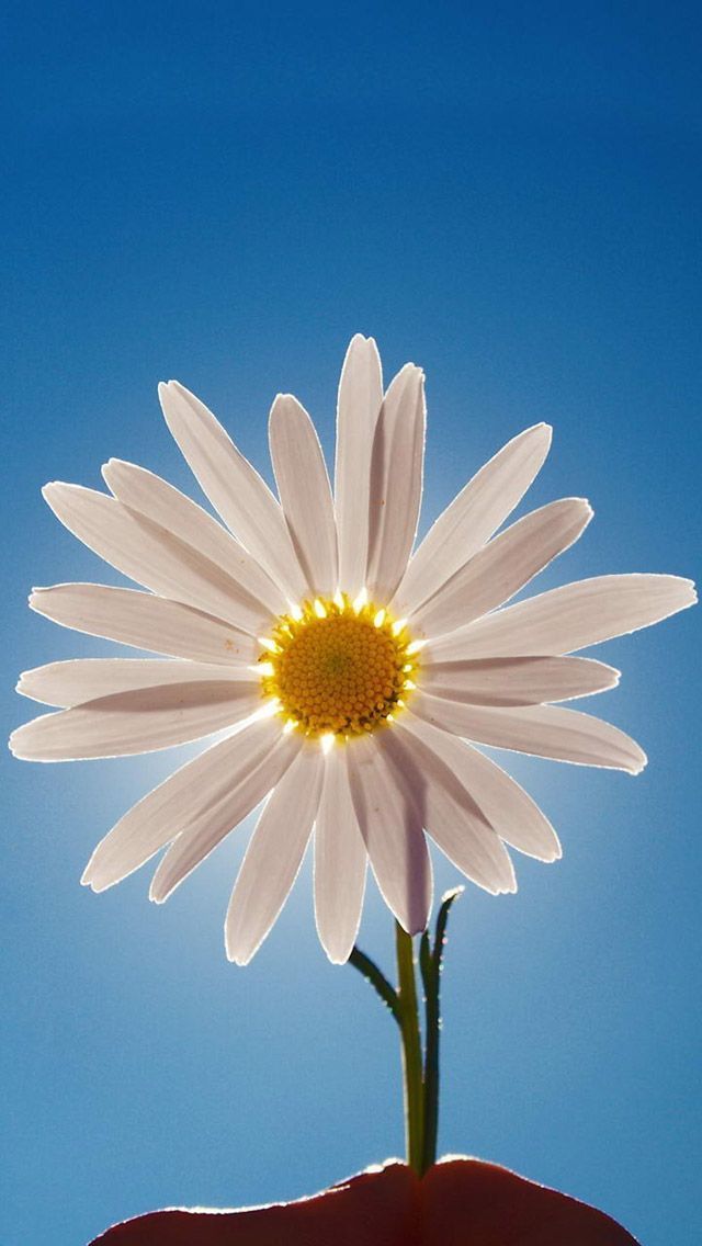 Daisy Flower iPhone 5s Wallpaper Download | iPhone Wallpapers ...