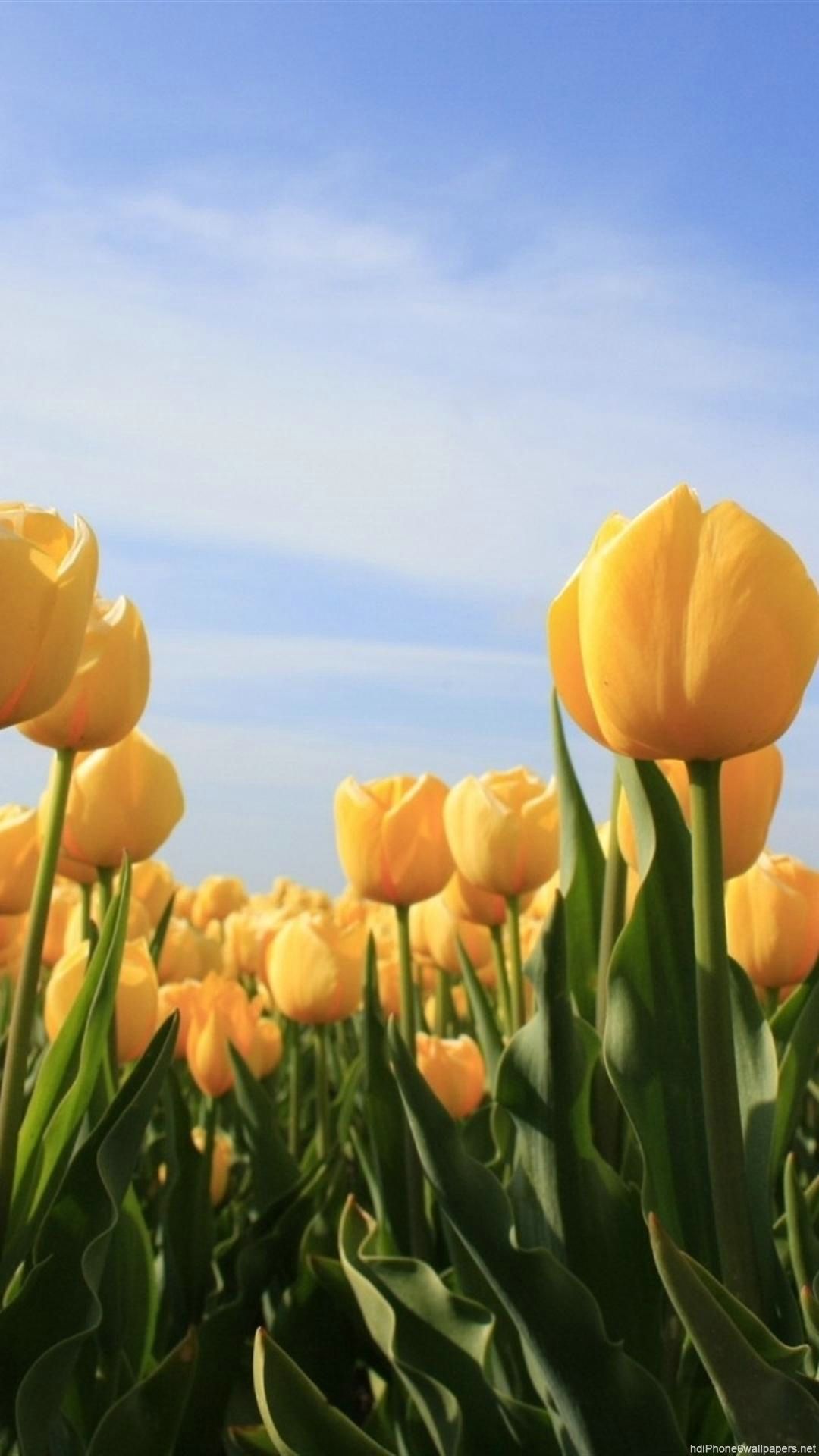 flowers sun tulip sky yellow iPhone 6 wallpapers HD and 1080P 6 ...