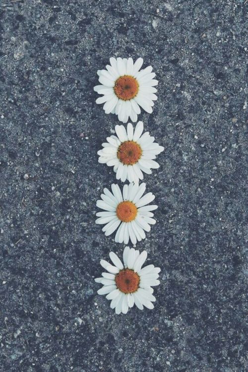 daisy pavement wallpaper tumblr | phone backgrounds | Pinterest ...