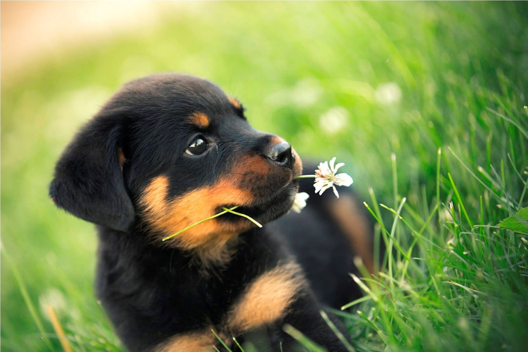 Rottweiler Dogs HD Wallpapers | Hd Wallpapers