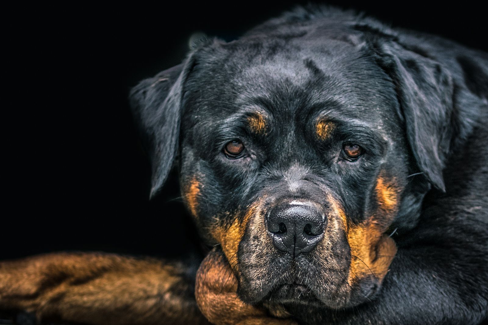 Rottweiler-portrait.jpg