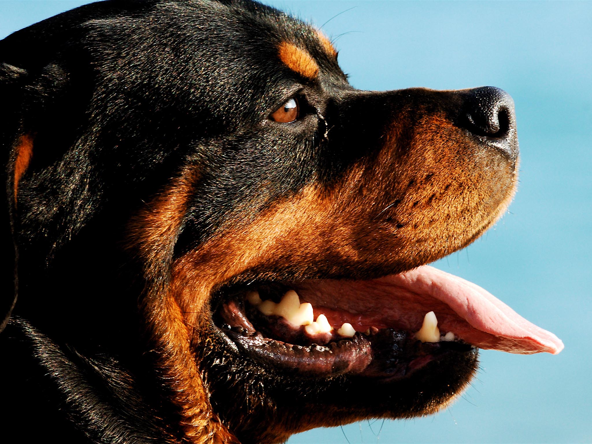 Rottweiler Dog HD Wallpapers | Rottweiler Top Photos | Cool Wallpapers