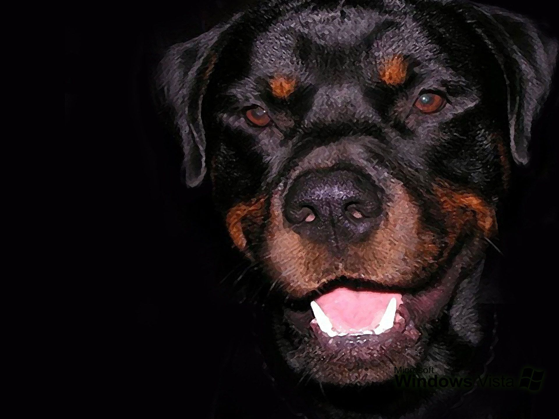 Top View Bigger Rottweiler Images for Pinterest