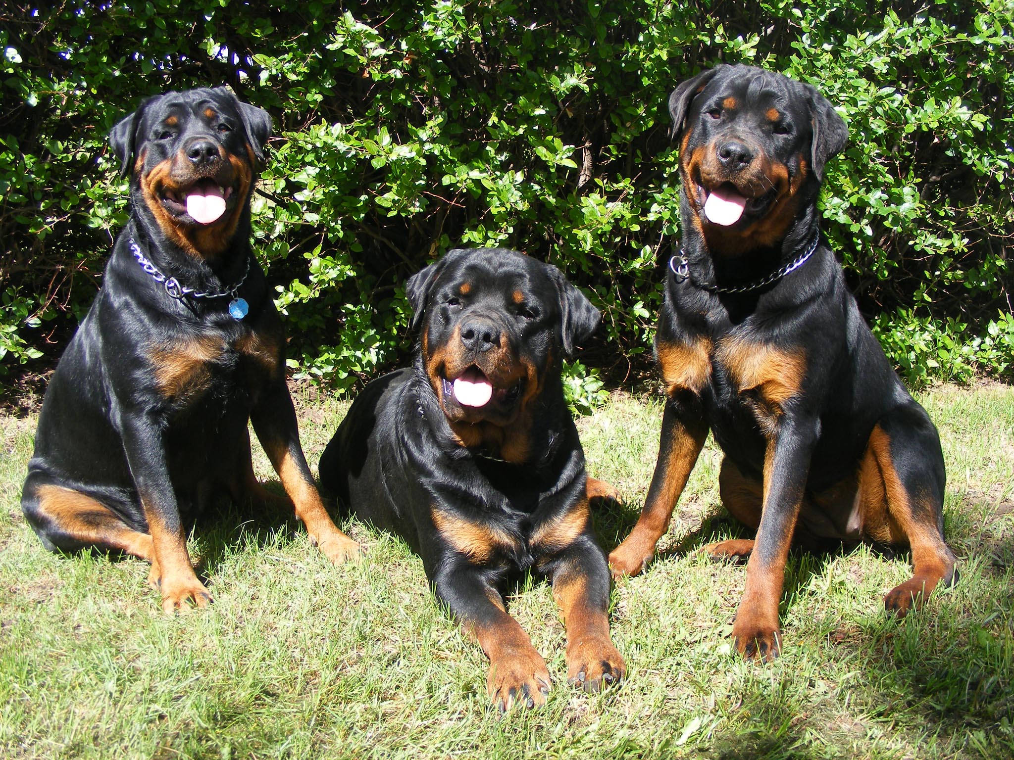 Rottweiler Dogs Hd 1080P 11 | wallpapers4k.org