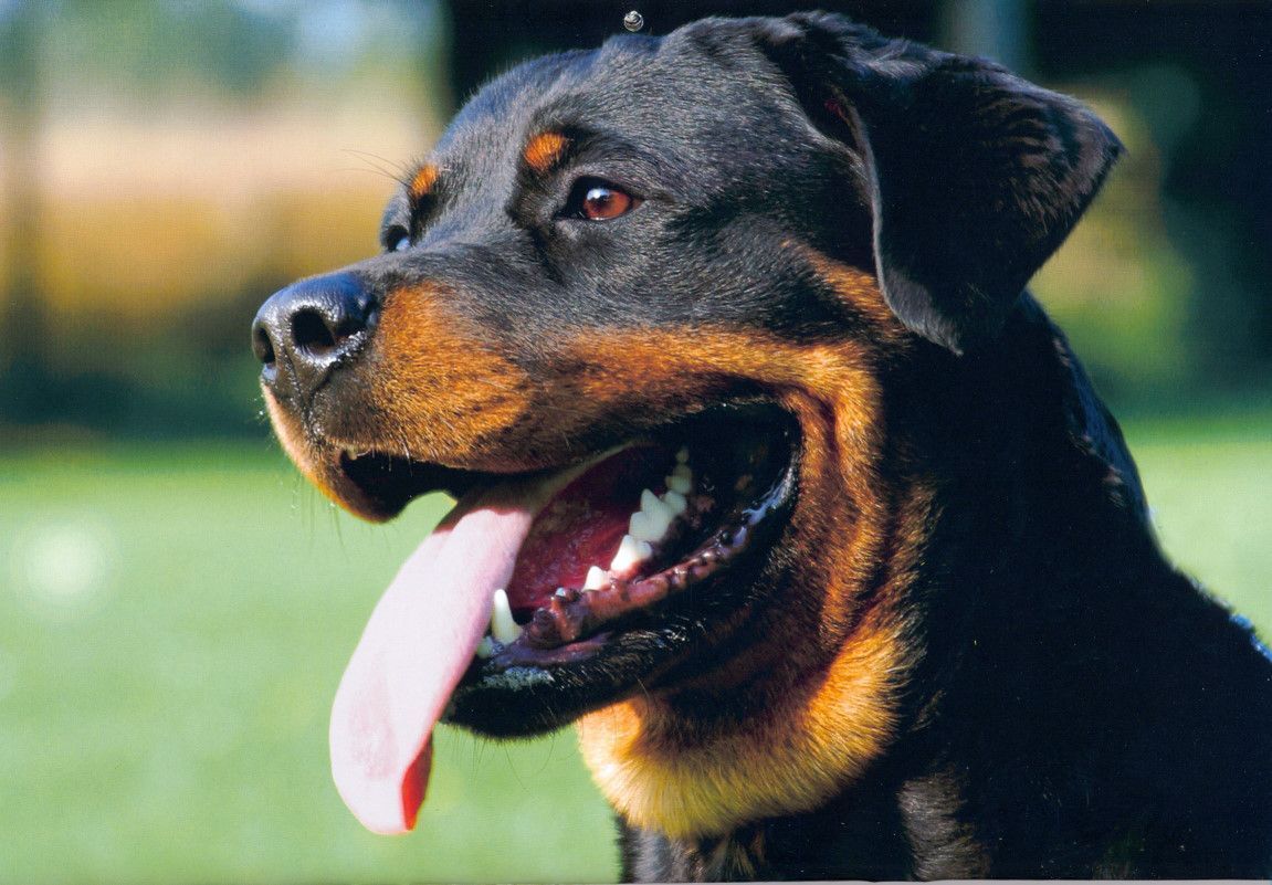 Top Adult Rottweiler Hd Wallpapers Images for Pinterest