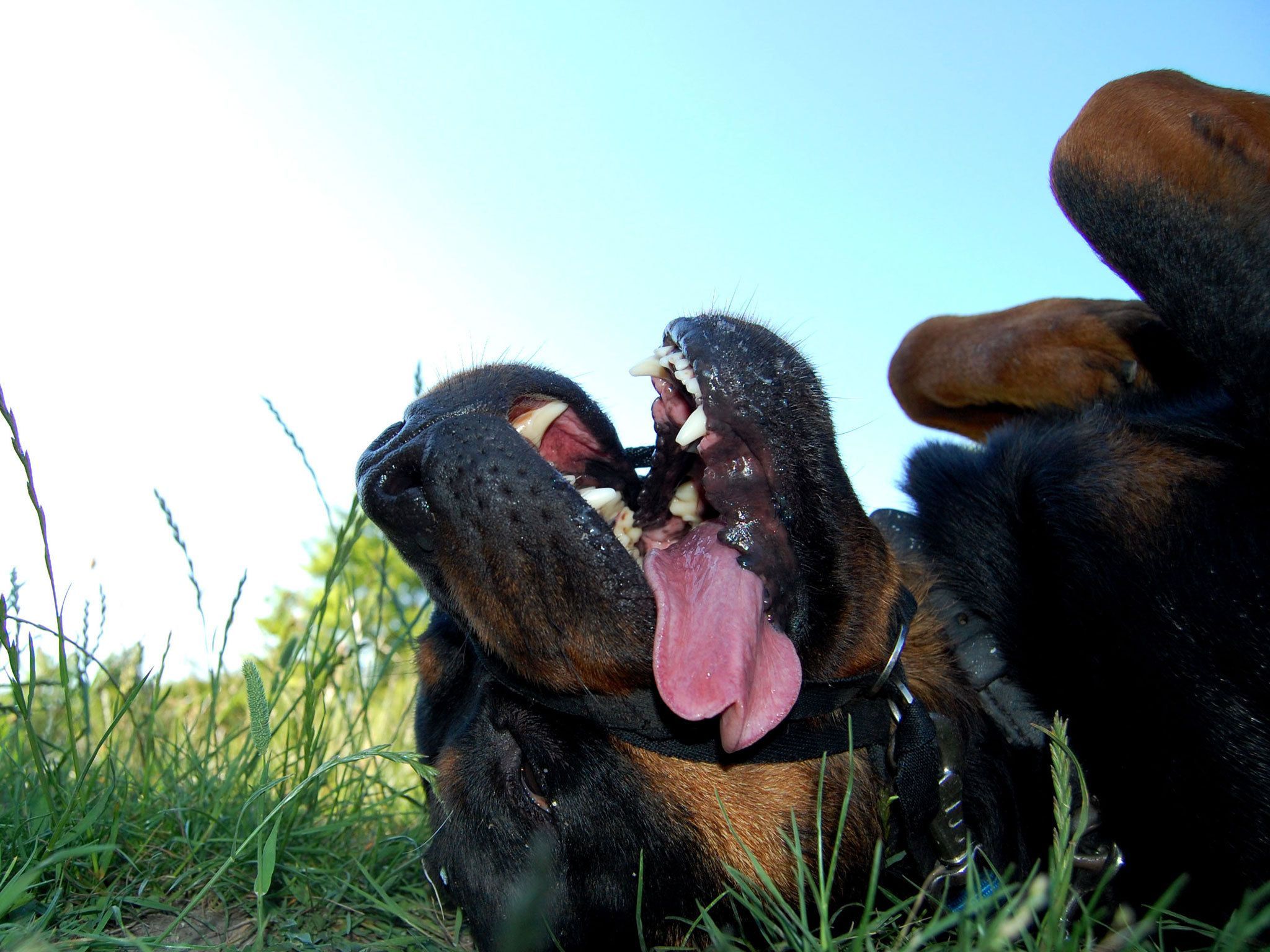 Rottweiler - photo wallpapers, pictures with rottweilers / Страница 3