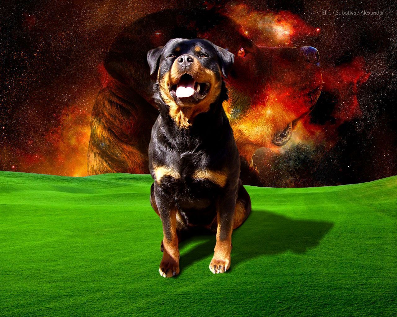 Rottweiler puppies wallpaper hd i4