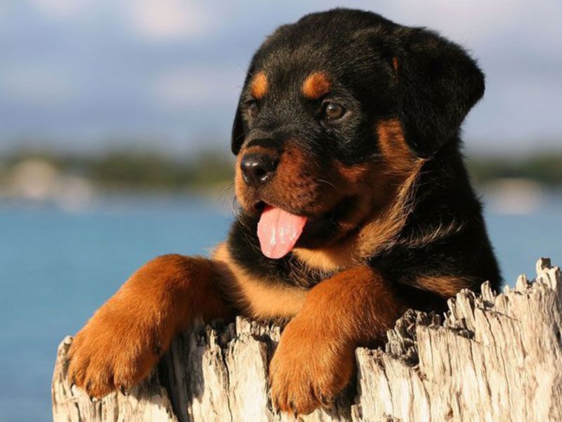 American Rottweiler Puppies - The Dog Wallpaper - Best The Dog