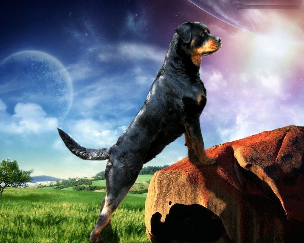 Rottweiler dog animal hd new wallpaper free 1024x819