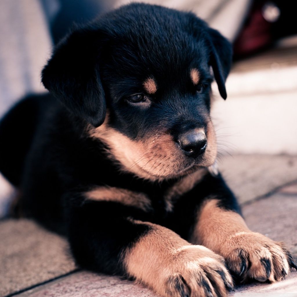 Cute Rottweiler Puppy HD desktop wallpaper : High Definition ...