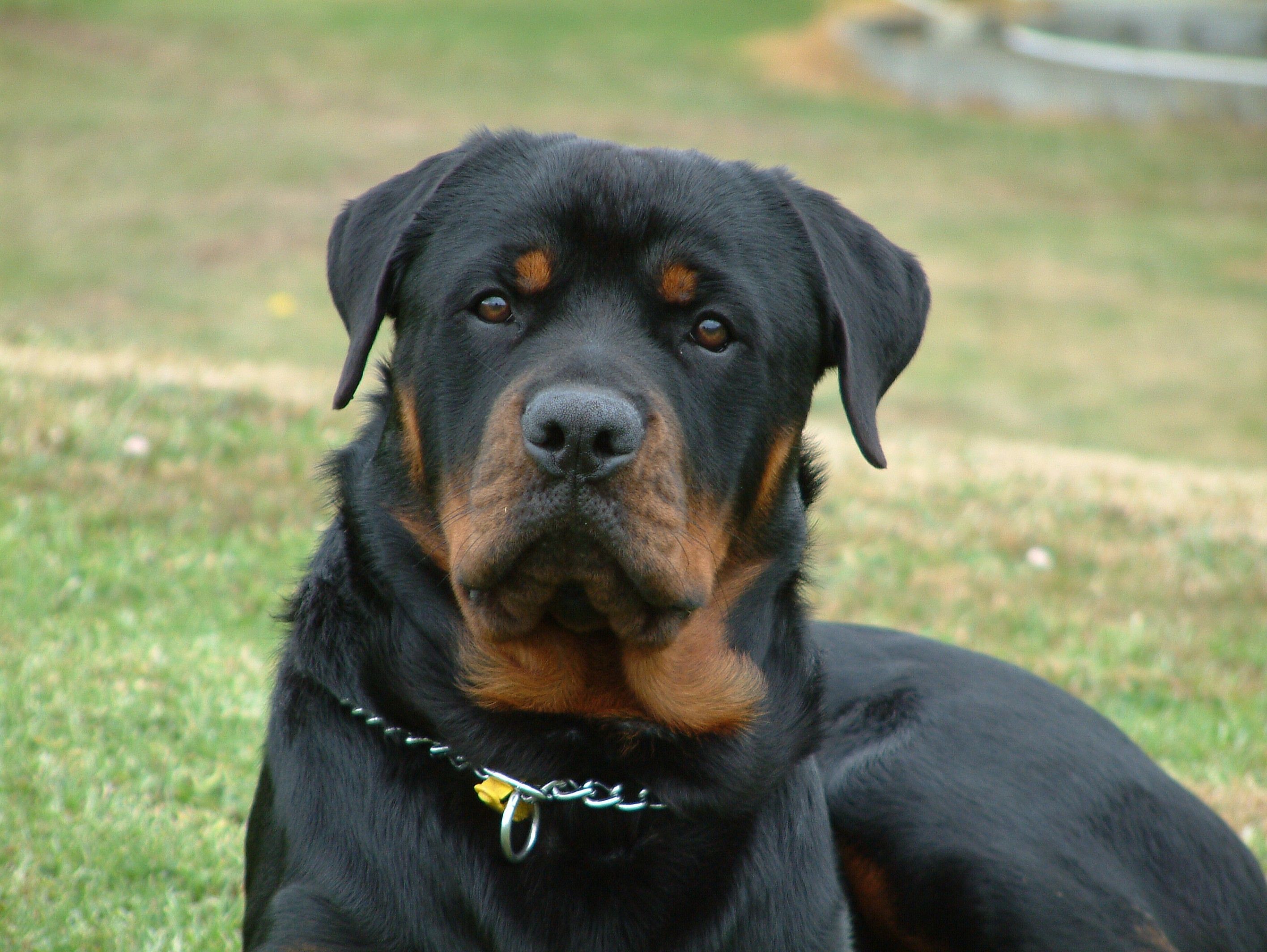 Dogs Rotty Relaxing Rottweiler Wallpaper Pictures Hd ~ Dogs for HD ...