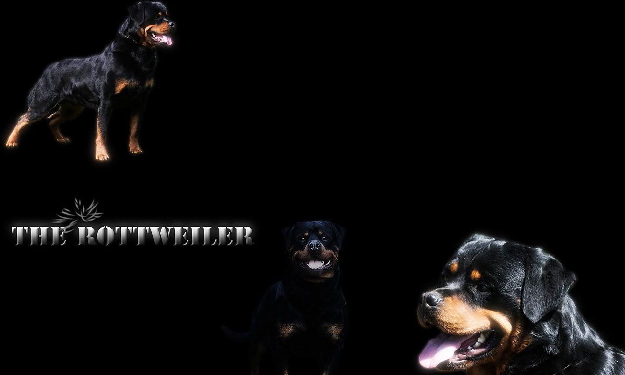 rottweiler_widescreen_wallpaper.jpg