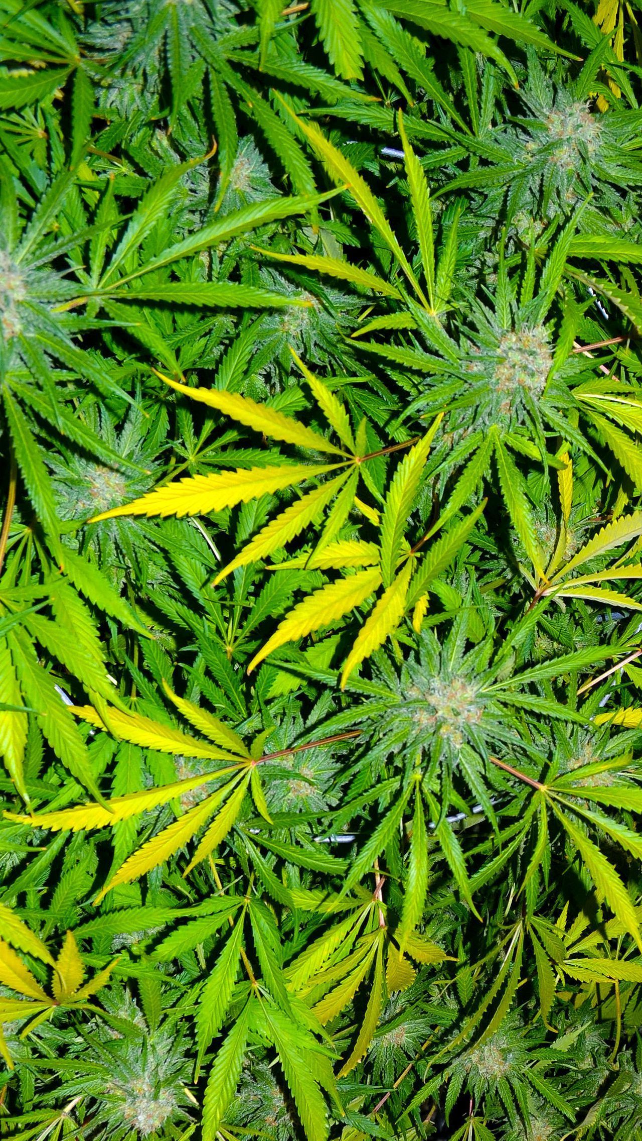5 Free iPhone Marijuana Backgrounds - Cannabis Destiny