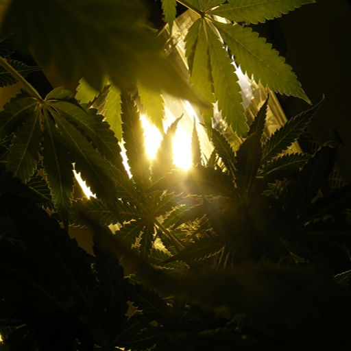 Amazon.com: Weed Marijuana Cannabis Live Wallpaper Best: Appstore ...