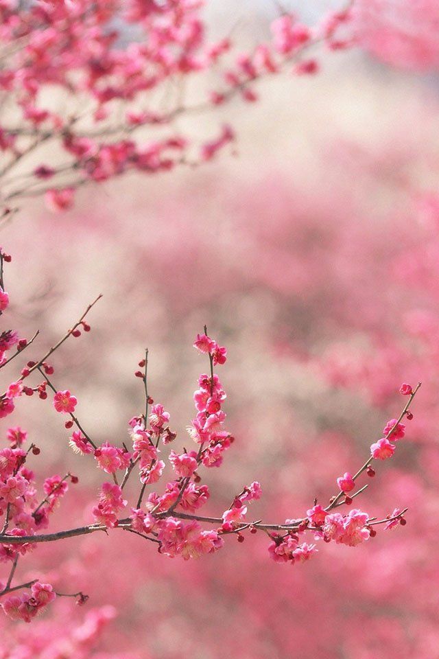FREEIOS7 | spring-in-pink - parallax HD iPhone iPad wallpaper