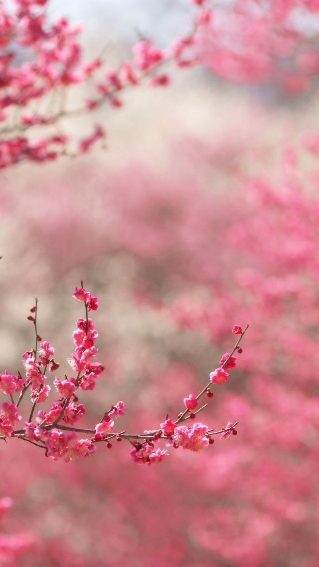 Pink iPhone 5 Wallpaper | ID: 25331
