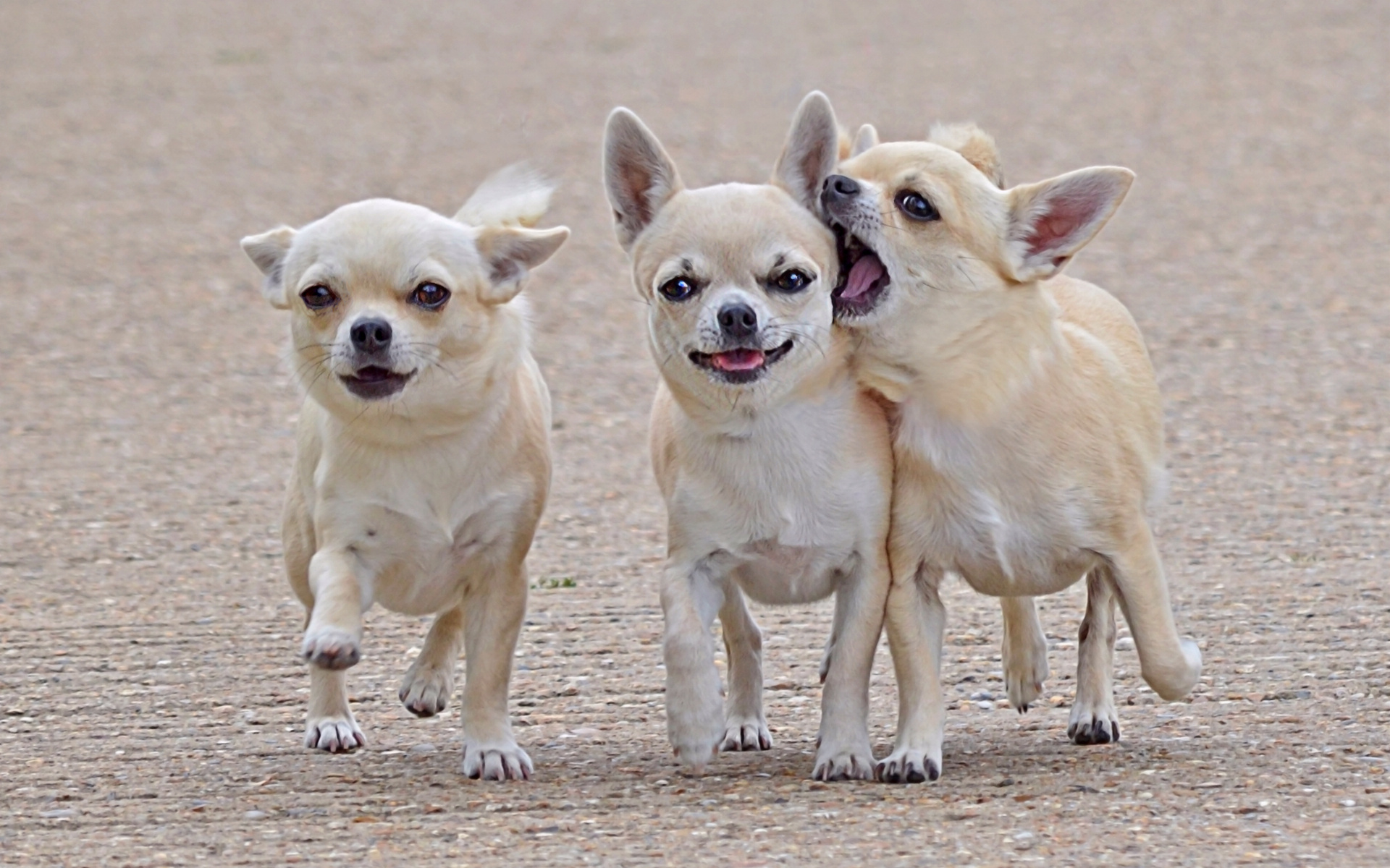 Three Chihuahuas in Walking, All Looking at the Screen, Why I am ...