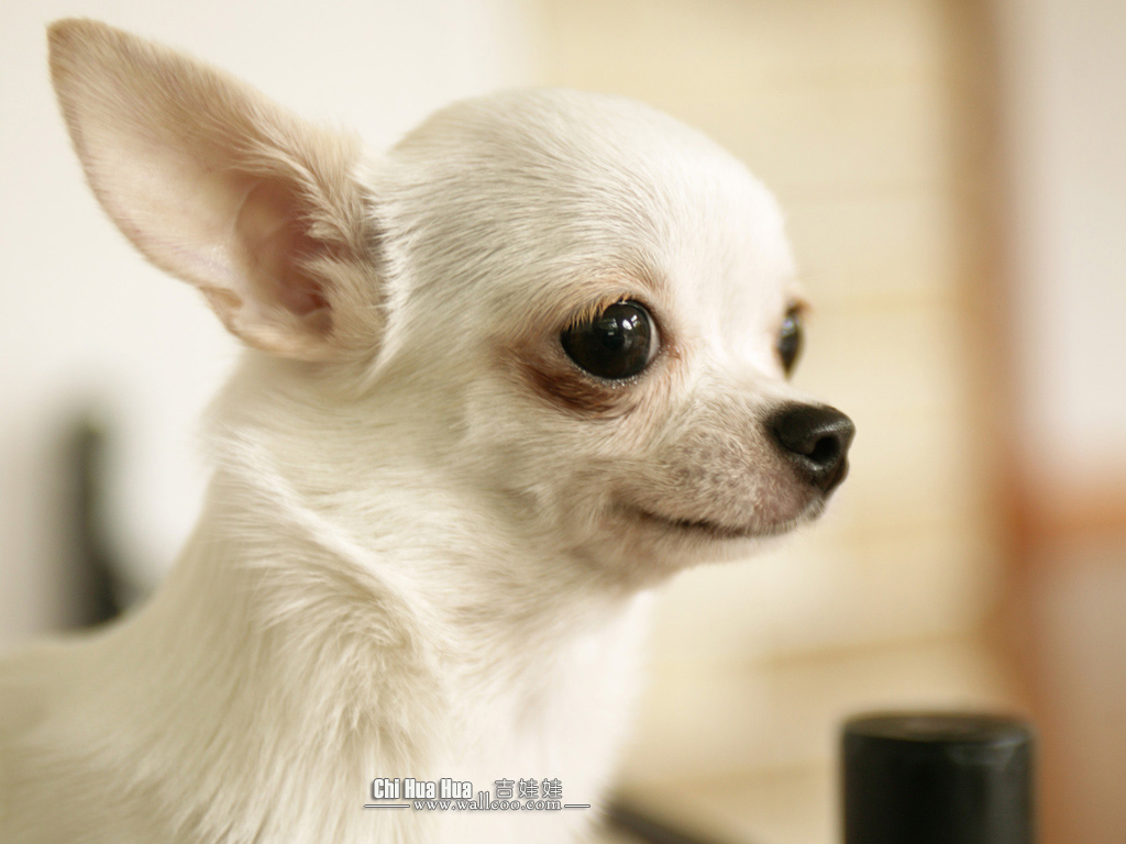 Chihuahua puppy wallpaper -Chihuahua Pictures 1024x768 NO.8 ...
