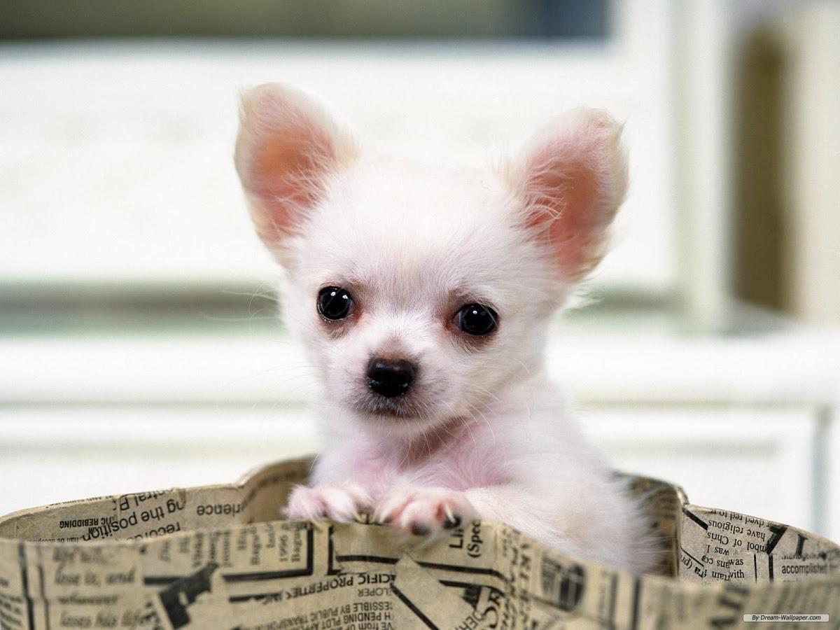 Chihuahuas Wallpapers - Android Apps on Google Play