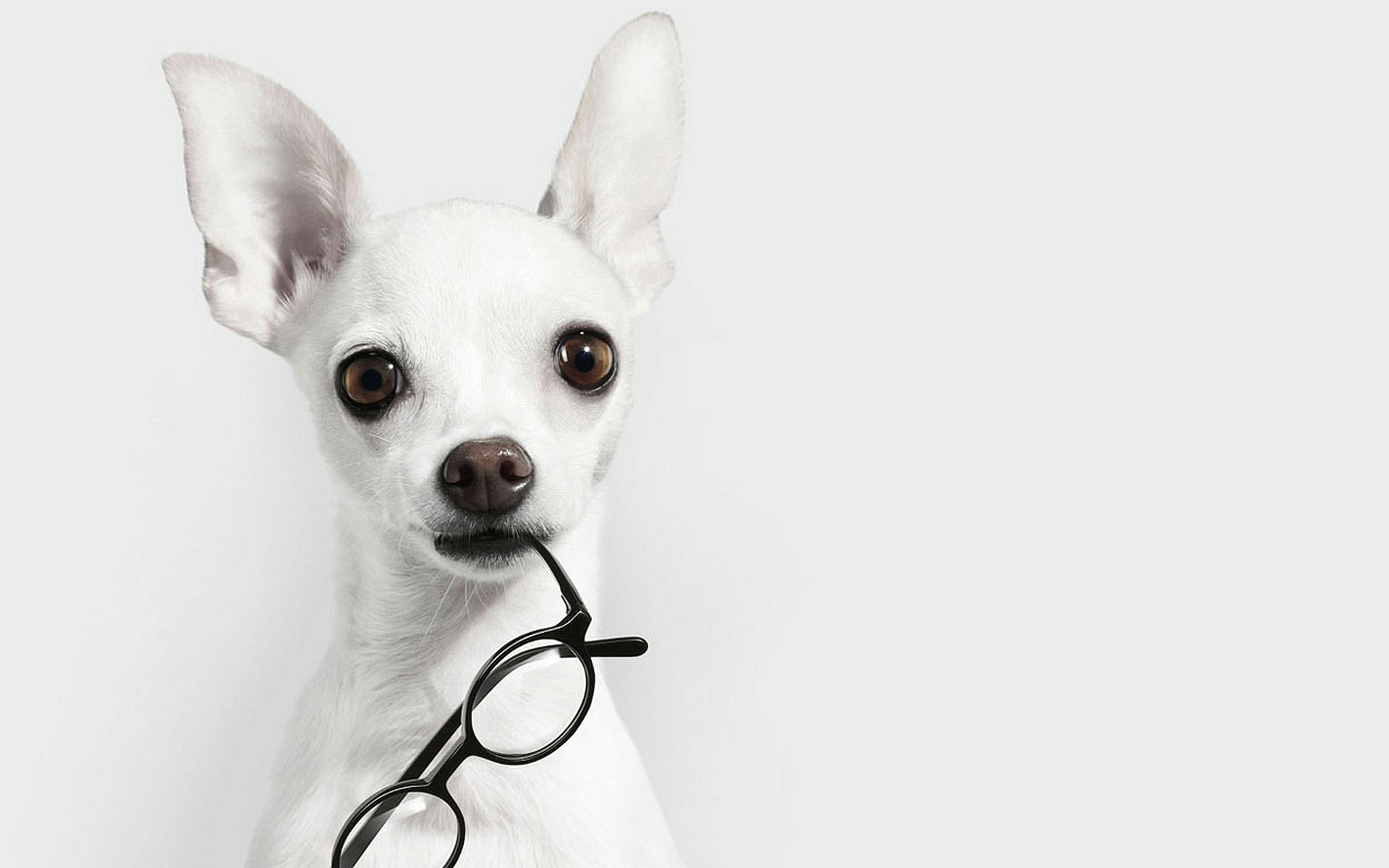 Chihuahua Holding a Pair of Glasses in the Mouth, Eyes and Ears ...