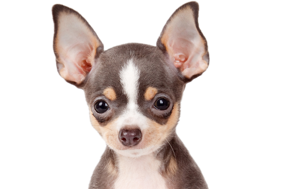 Chihuahua Facts 10 Free Hd Wallpaper - DogBreedsWallpapers.com