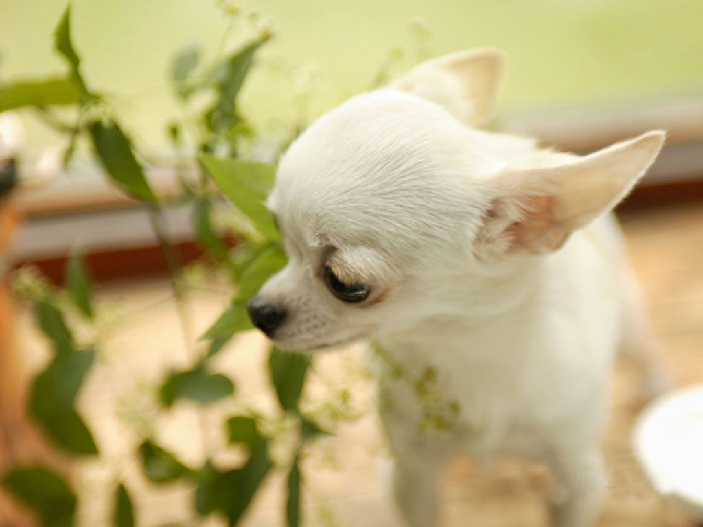 Chihuahua Dog Wallpapers | Free HD Desktop Wallpapers - Widescreen ...