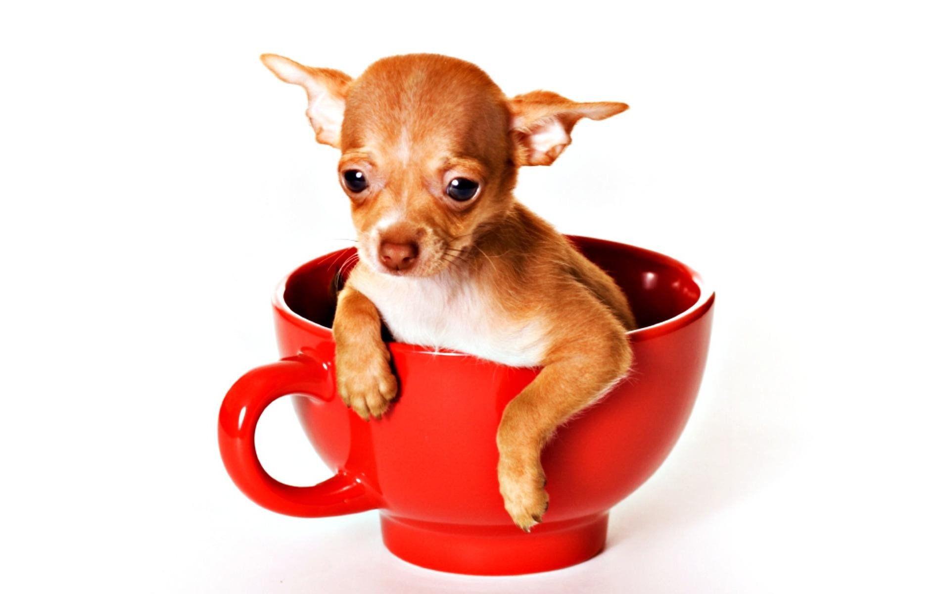 Bears Good Morning Animal Chihuahua White Cup Puppy Funny Red Cute ...