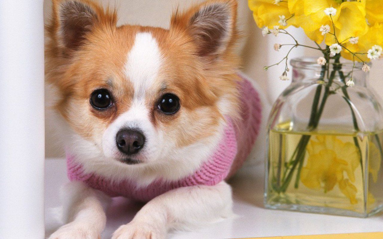 Cute Chihuahua - Chihuahuas Wallpaper (16094157) - Fanpop
