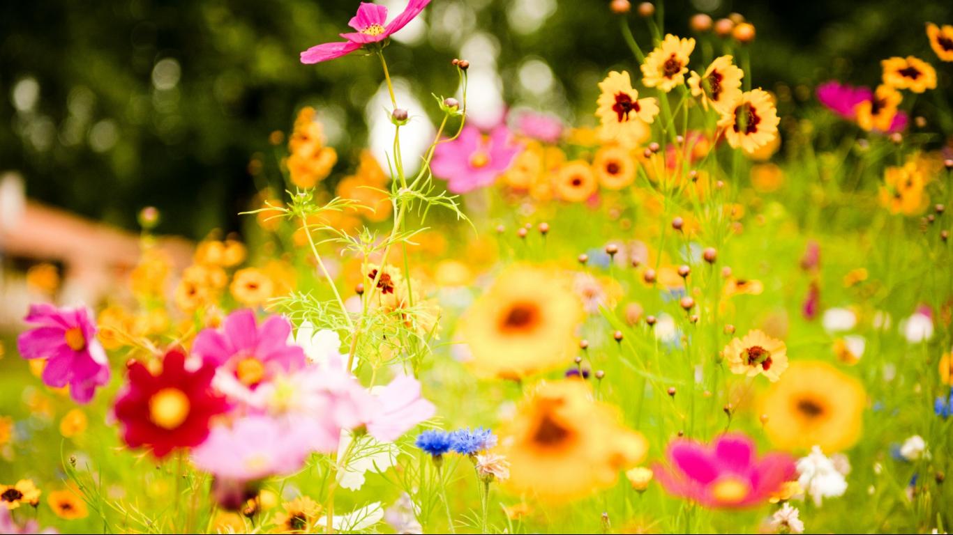 colorful-flower-desktop hd wallpapers 1366x768 -